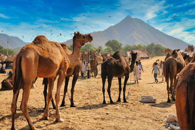 Foire aux chameaux de Pushkar