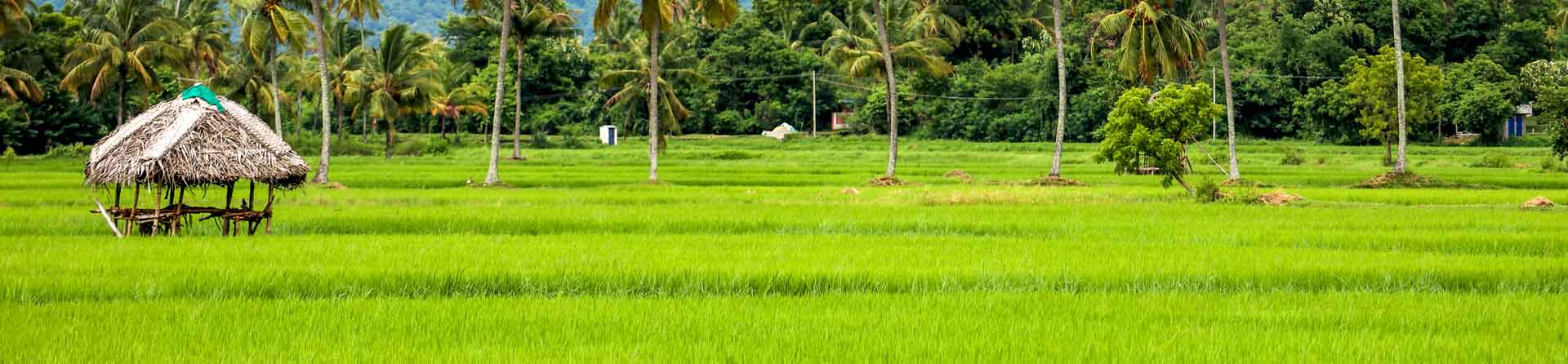 Bandeau - Guide du Kerala - Inde du Sud